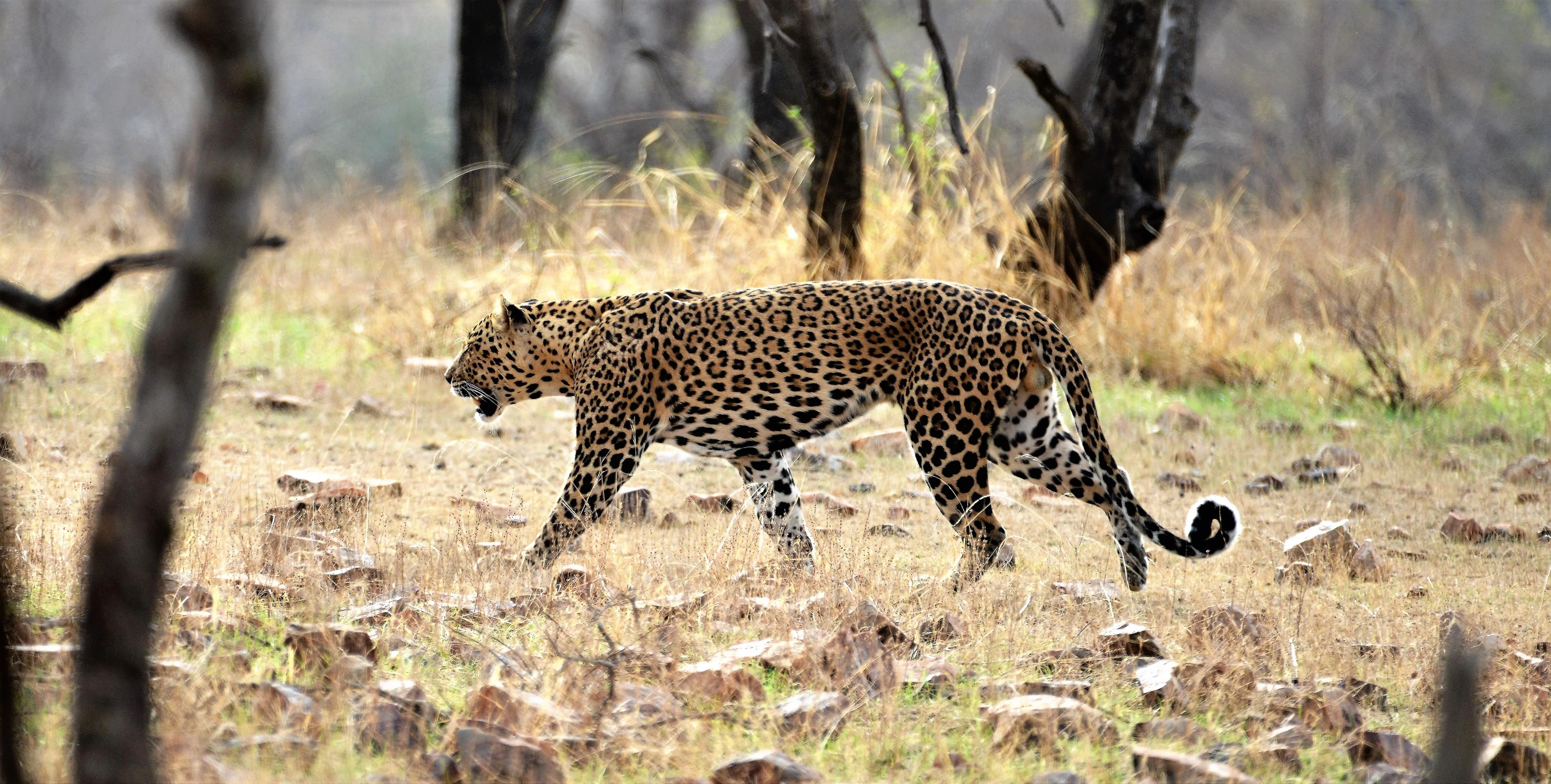 Leopard Safari